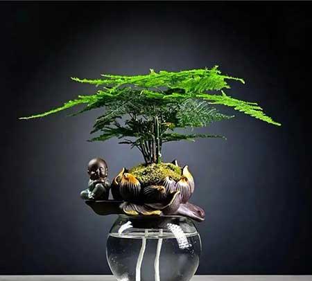 室内无阳光直射养什么花