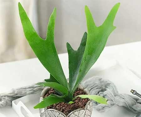 室内无阳光直射养什么花