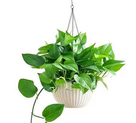 室内无阳光直射养什么花