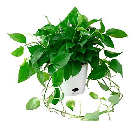 室内无阳光直射养什么花