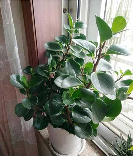 室内无阳光直射养什么花