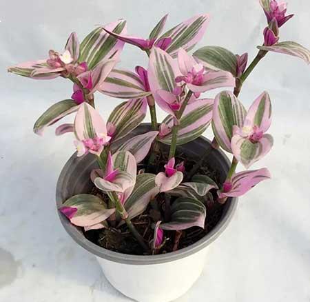 室内无阳光直射养什么花