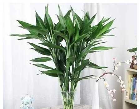 室内适应养什么花