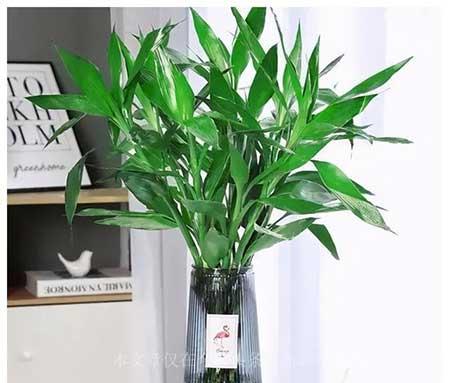 室内适应养什么花