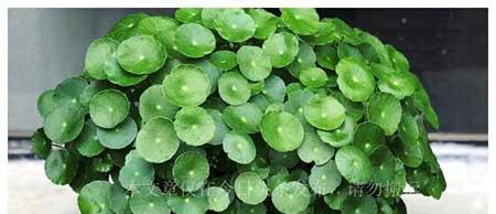 室内适应养什么花