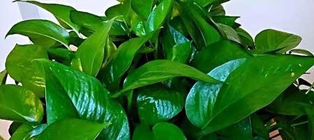 室内适合养什么花对身体好