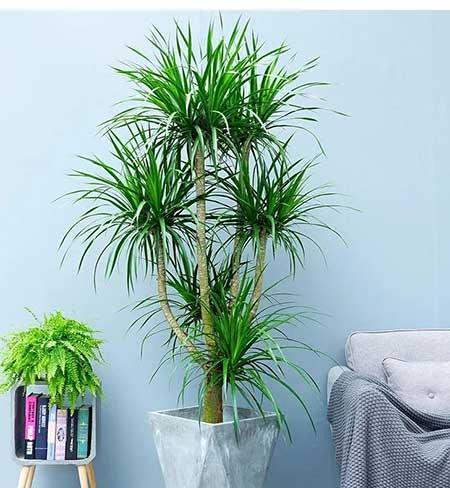 室内适合养什么花对身体好