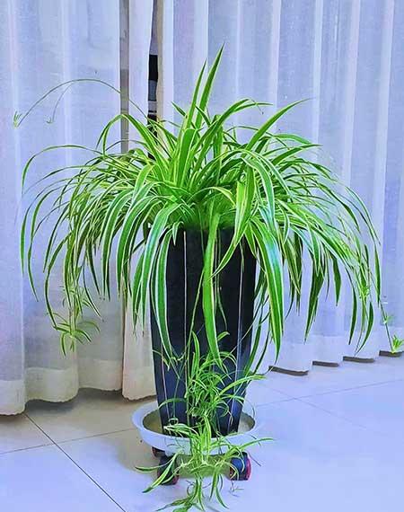 室内适合养什么花对身体好