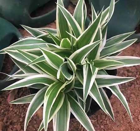 室内适合养什么花对身体好