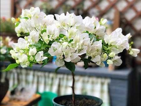 室内适合养哪些绿植