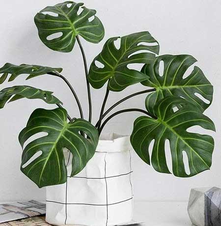 室内适合养哪些绿植