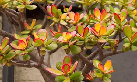 室内适合养哪些绿植