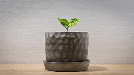 室内盆栽的养护方法