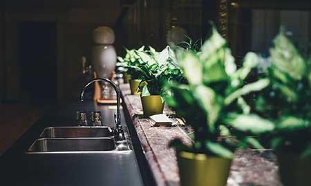 室内盆栽的养护方法