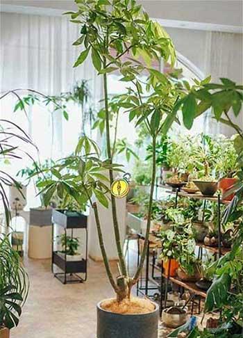 室内绿植怎么养护