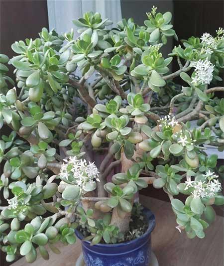 室内绿植怎么养护