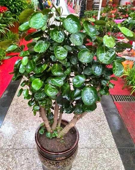 室内绿植怎么养护