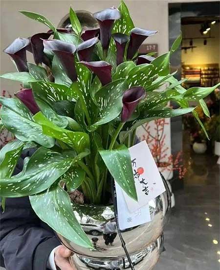 室内绿植怎么养护