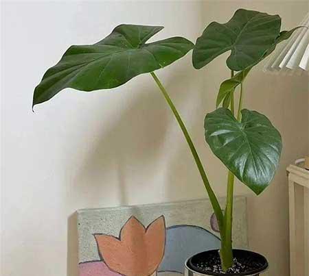 室内绿植怎么养护