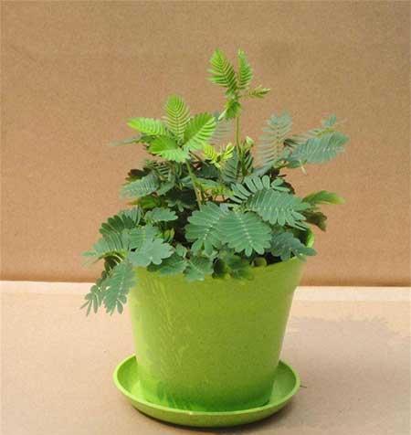 室内绿植怎么养护