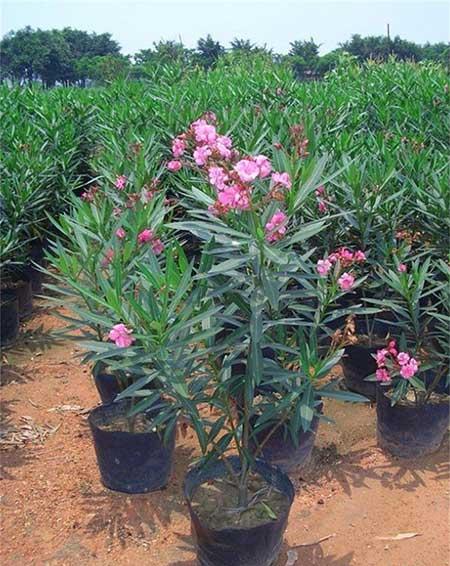 室内绿植怎么养护