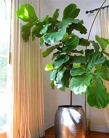 室内绿植怎么养护