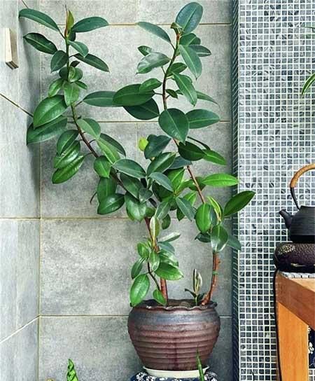 室内绿植怎么养护