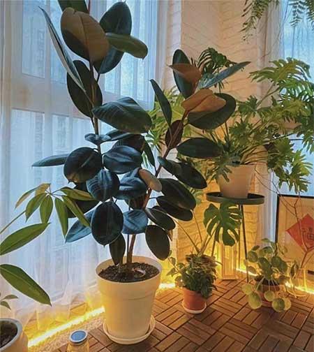 室内绿植怎么养护