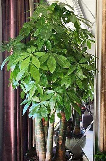 室内绿植怎么养护