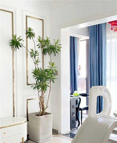 室内绿植怎么养护