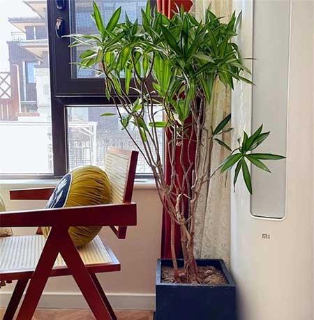 室内绿植怎么养护