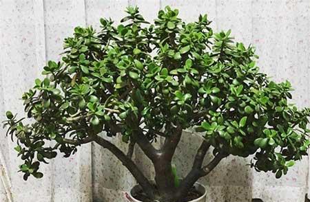 室内绿植怎么养护