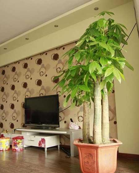 适宜在客厅养的花