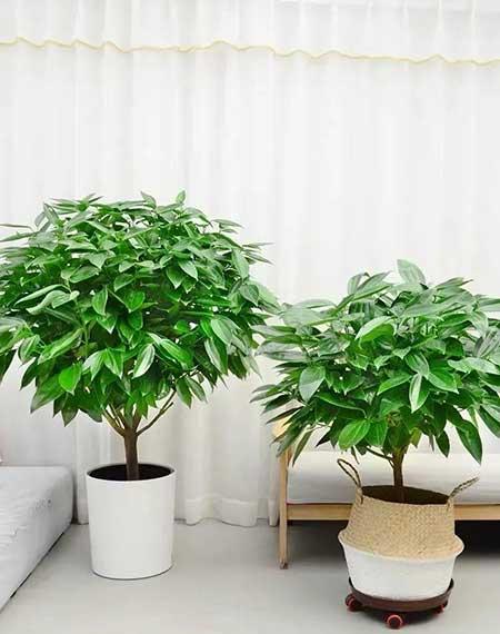 适宜在客厅养的花