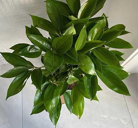 适宜在客厅养的花