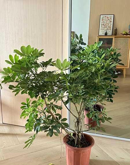 适宜在客厅养的花