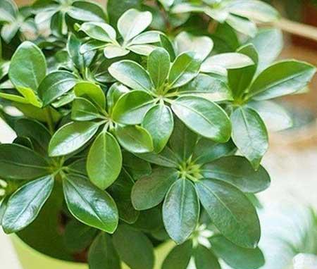 适宜在客厅养的花