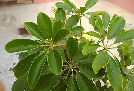 适宜在客厅养的花