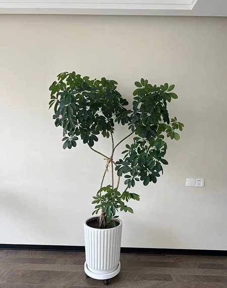 适宜在客厅养的花