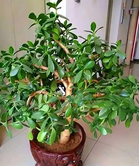 适宜在客厅养的花