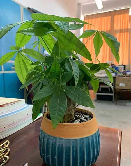 适宜在客厅养的花