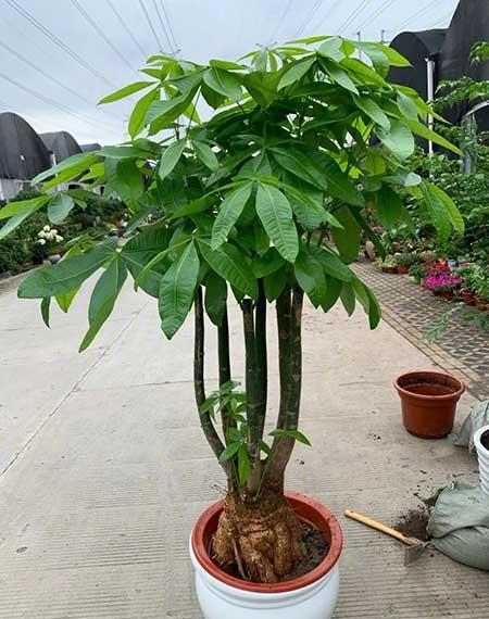 适宜在客厅养的花