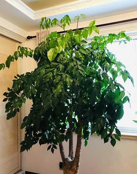 适宜在客厅养的花