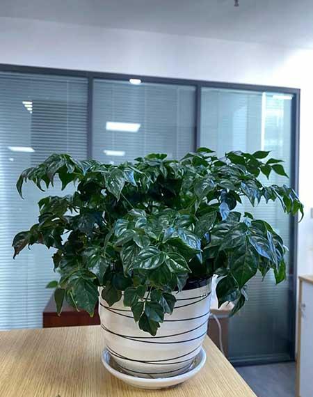 适宜在客厅养的花