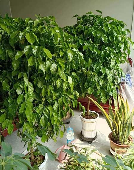 适宜在客厅养的花