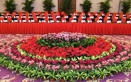 适合租摆的花卉