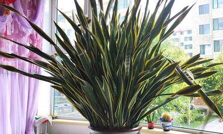 适合在室内养的大型绿植有哪些?