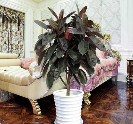 适合在室内养的大型绿植有哪些?