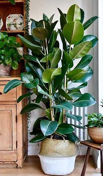 适合在室内养的大型绿植有哪些?