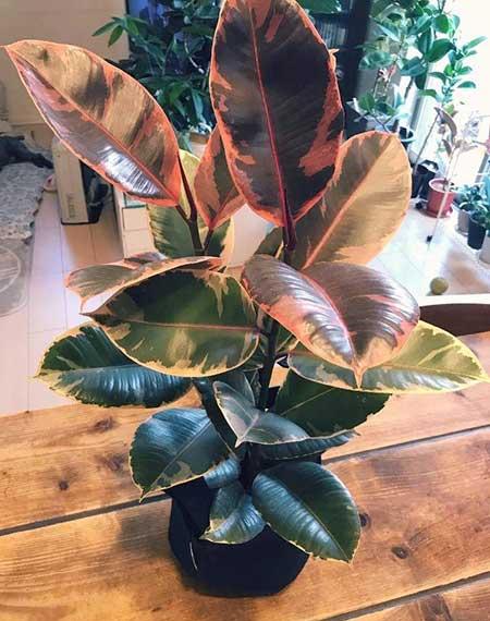 适合在室内养的大型绿植有哪些?